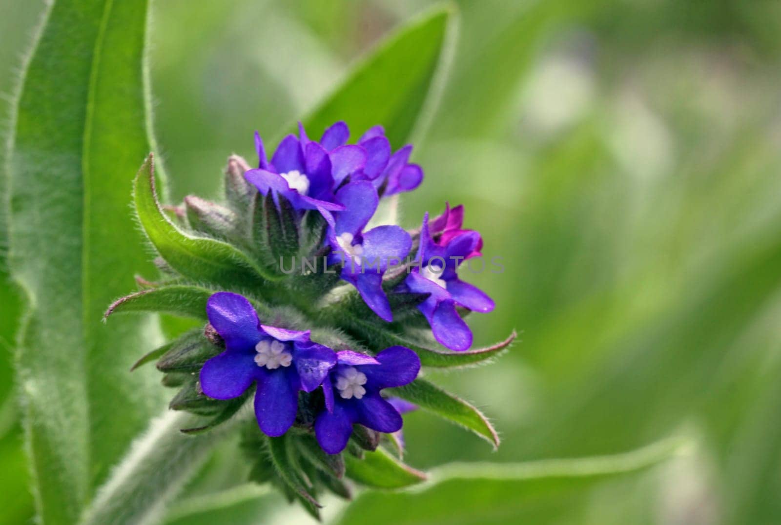 Anchusa officinalis