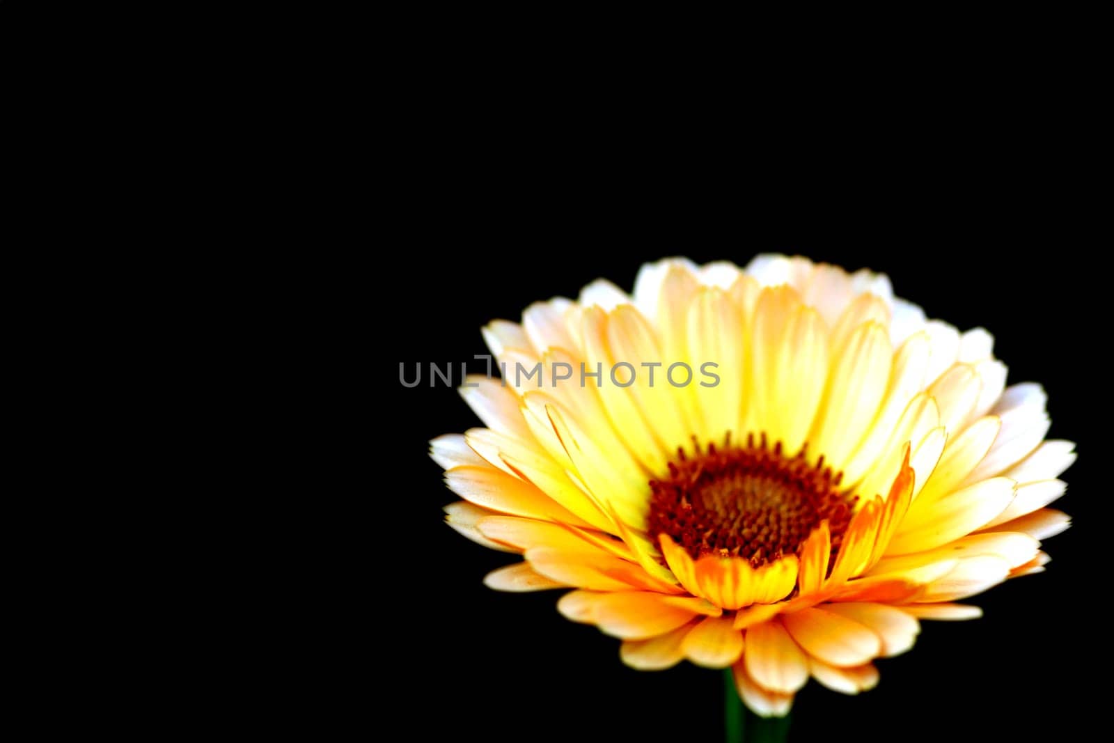 Elbe blossom in front of a black background