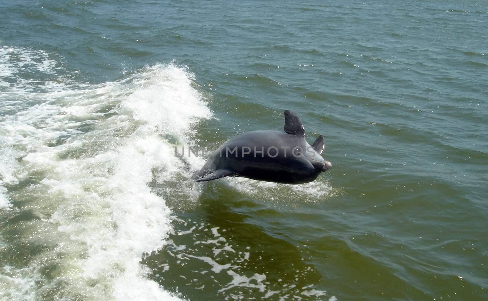 Dolphin jumping and playing on the waves behind a boat