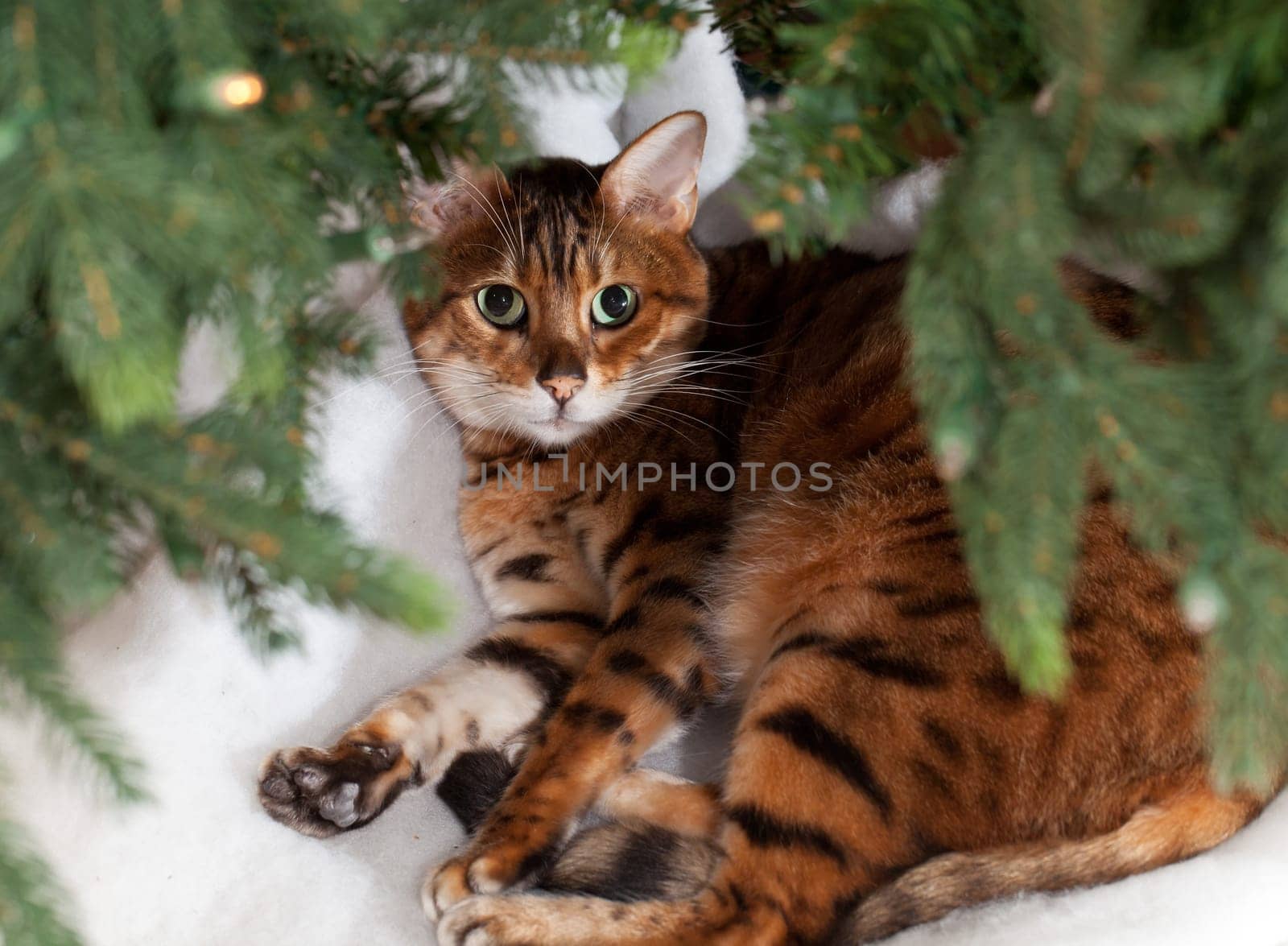 Bengal kitten sleeping under an xmas tree