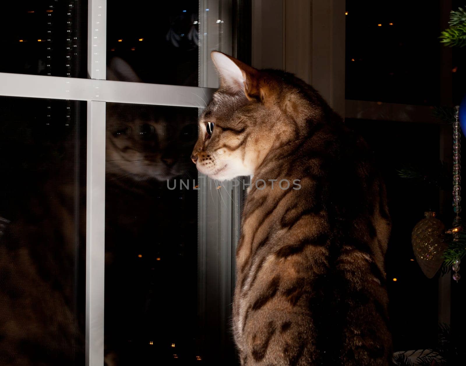 Bengal kitten looking outside through window with christmas tree by the side of the animal