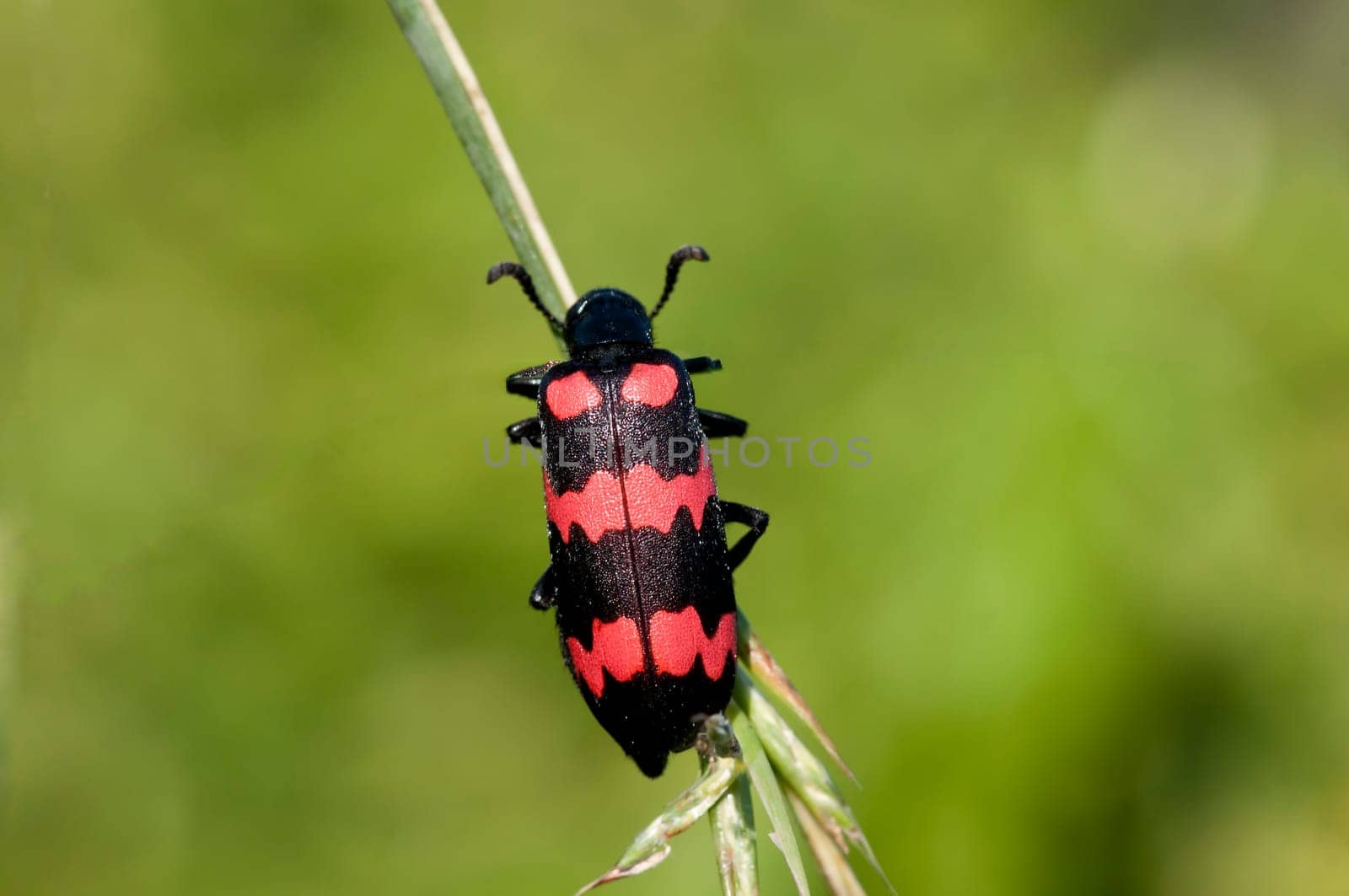 A Red blister beetle basking in the sun