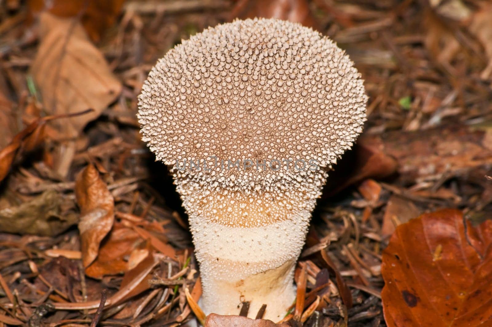 Hedgehog dust,Lycoperdon echinatum