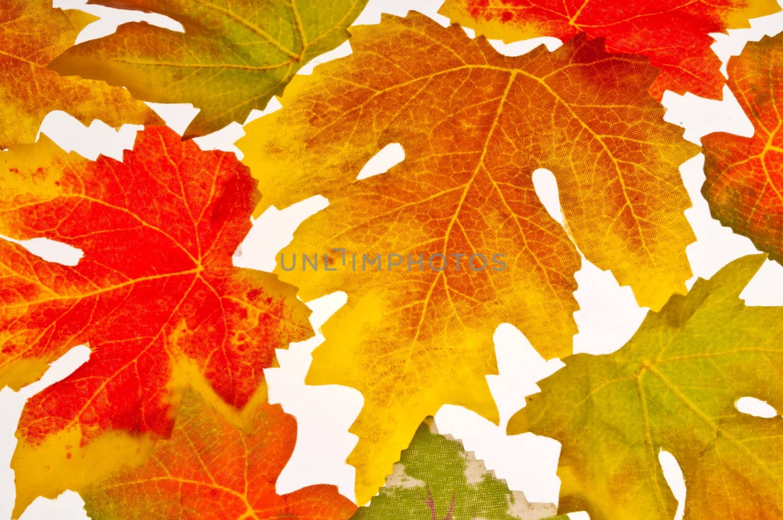 (Fall foliage) or (fall leaves) or (autumn leaves)