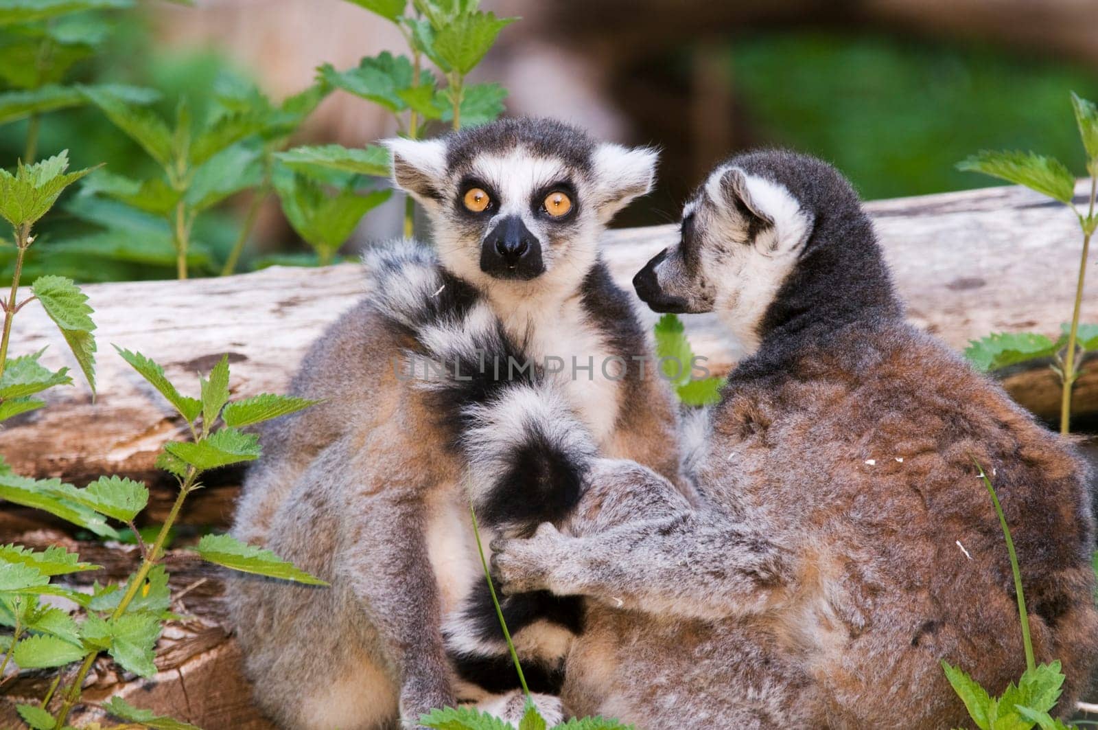 Two ring-tailed lemurs (Lemur catta) against natural background with small tree trunks