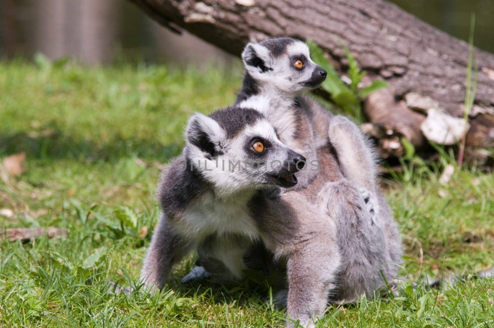 Ring-tailed lemur mother with cub sitting on her back in the grass
