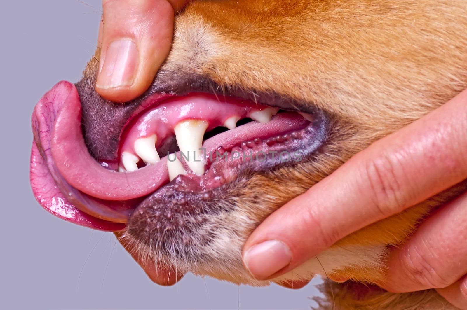 Dog dentition