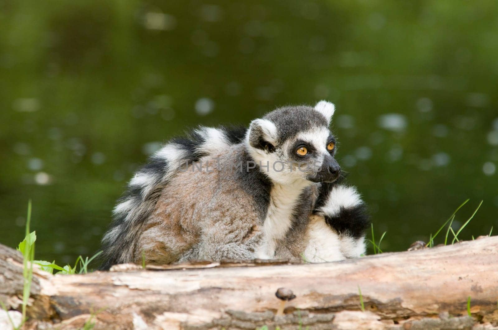 Single ring-tailed lemur on green meadow