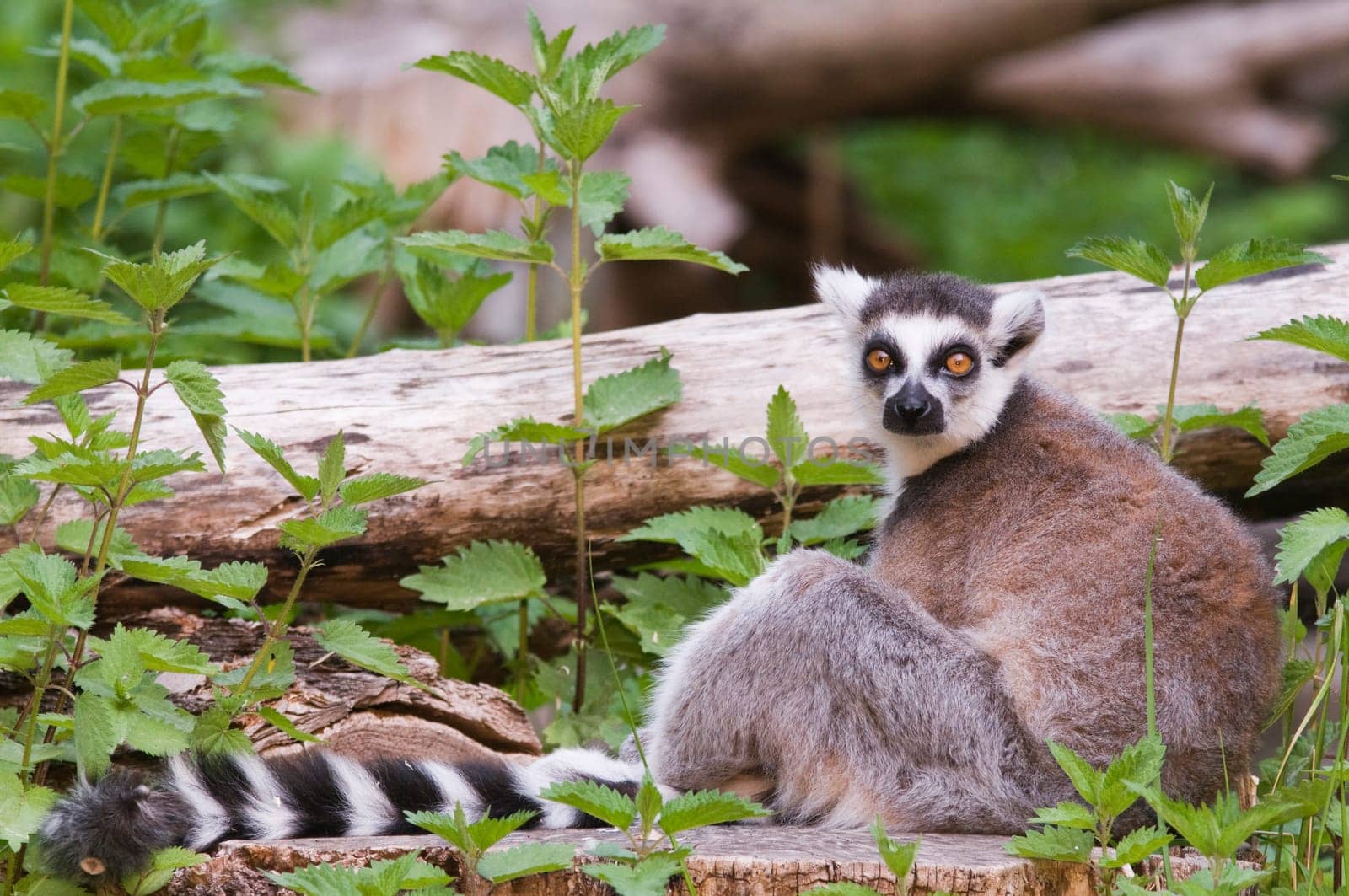 Two ring-tailed lemurs (Lemur catta) against natural background with small tree trunks