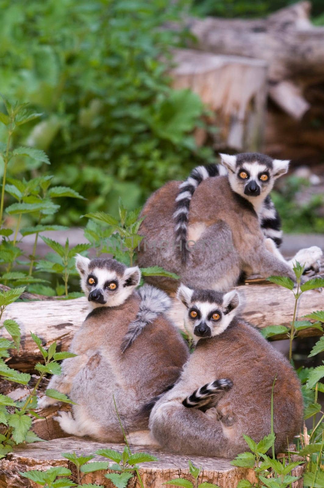 three ring-tailed lemurs sitting on a green meadow looking towards the camera
