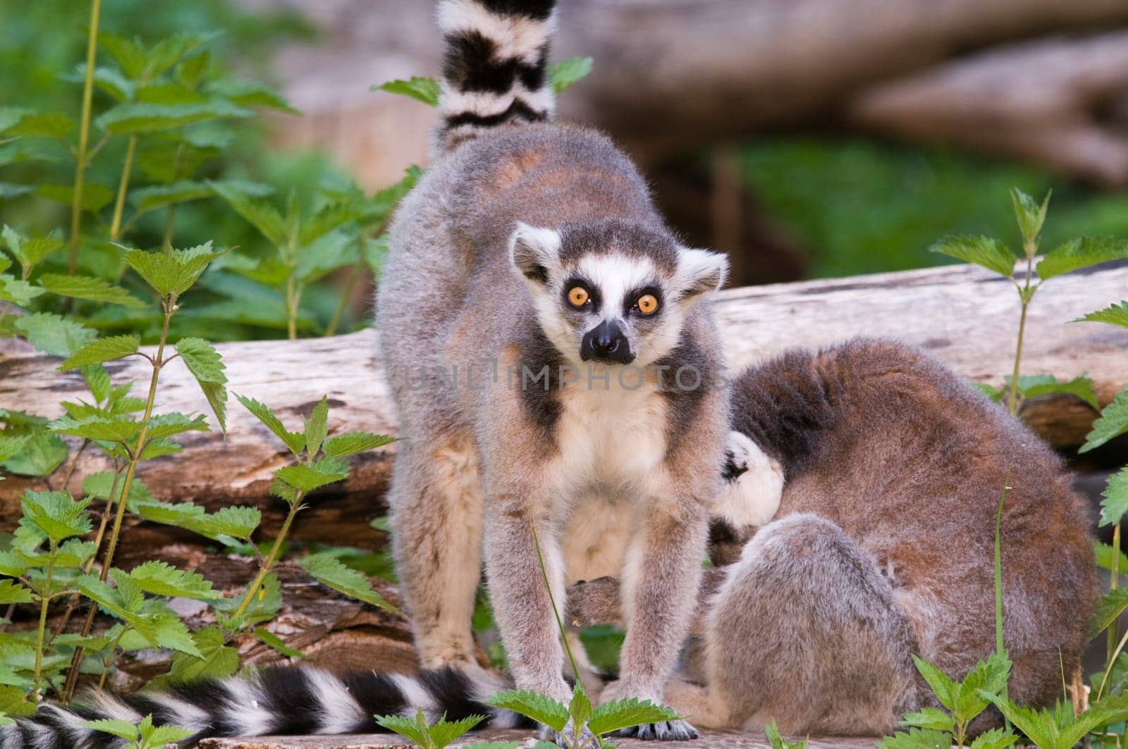 Two ring-tailed lemurs (Lemur catta) against natural background with small tree trunks