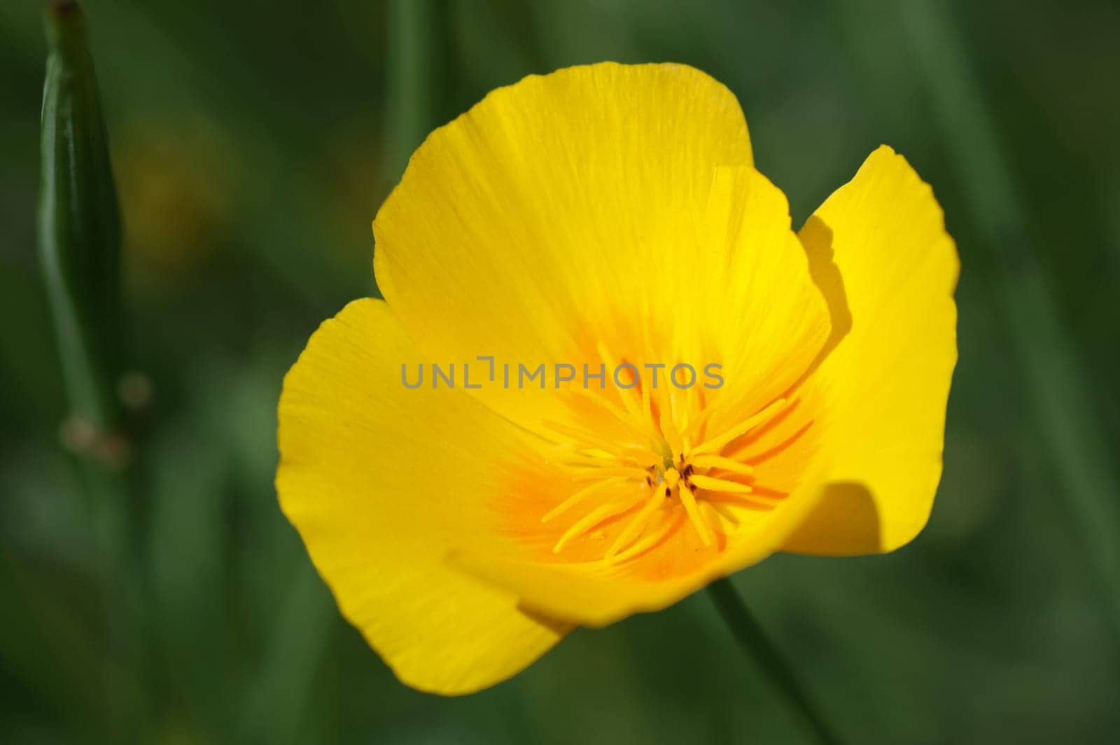 Golden poppy Eschscholzia californica