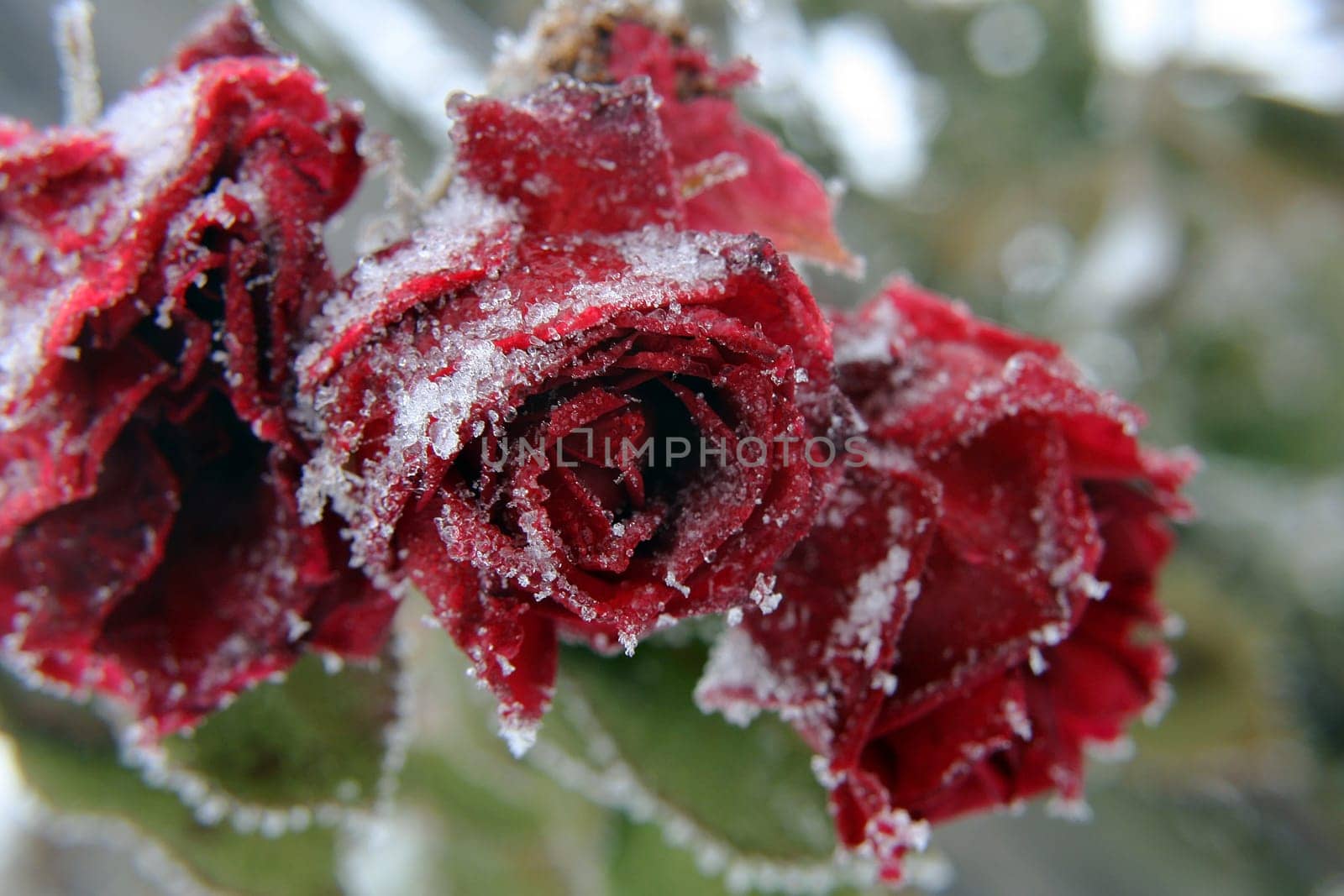 The ice-cold roses