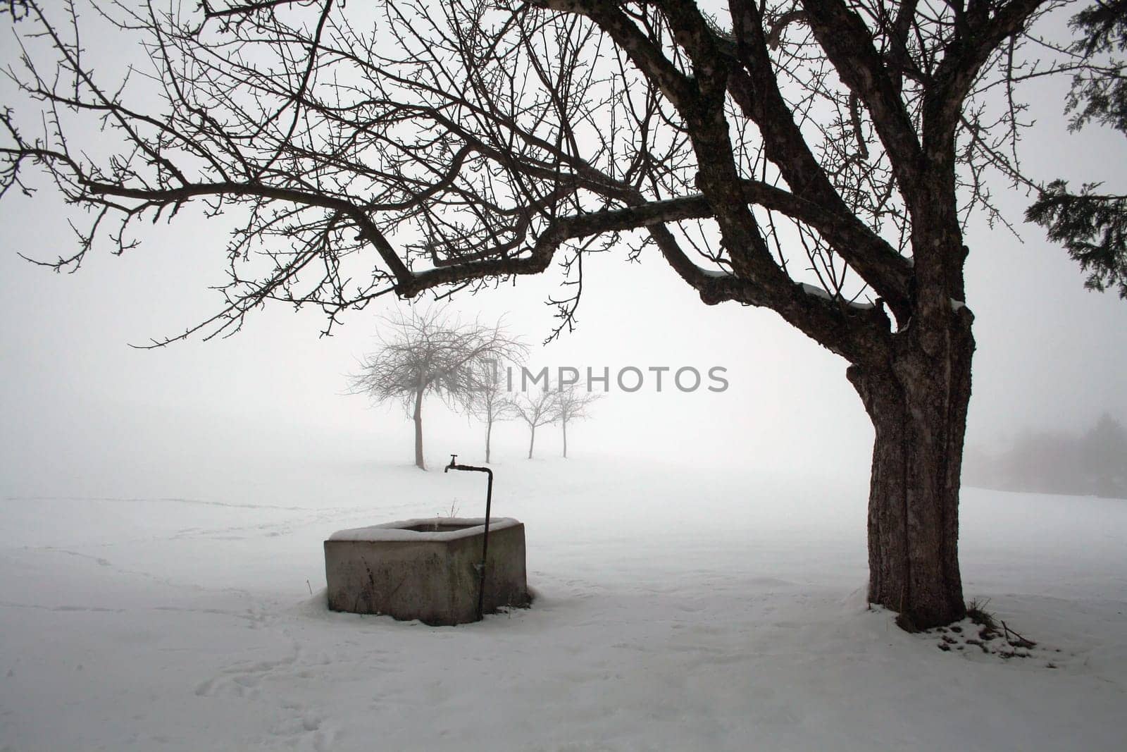 The fountain in the fog