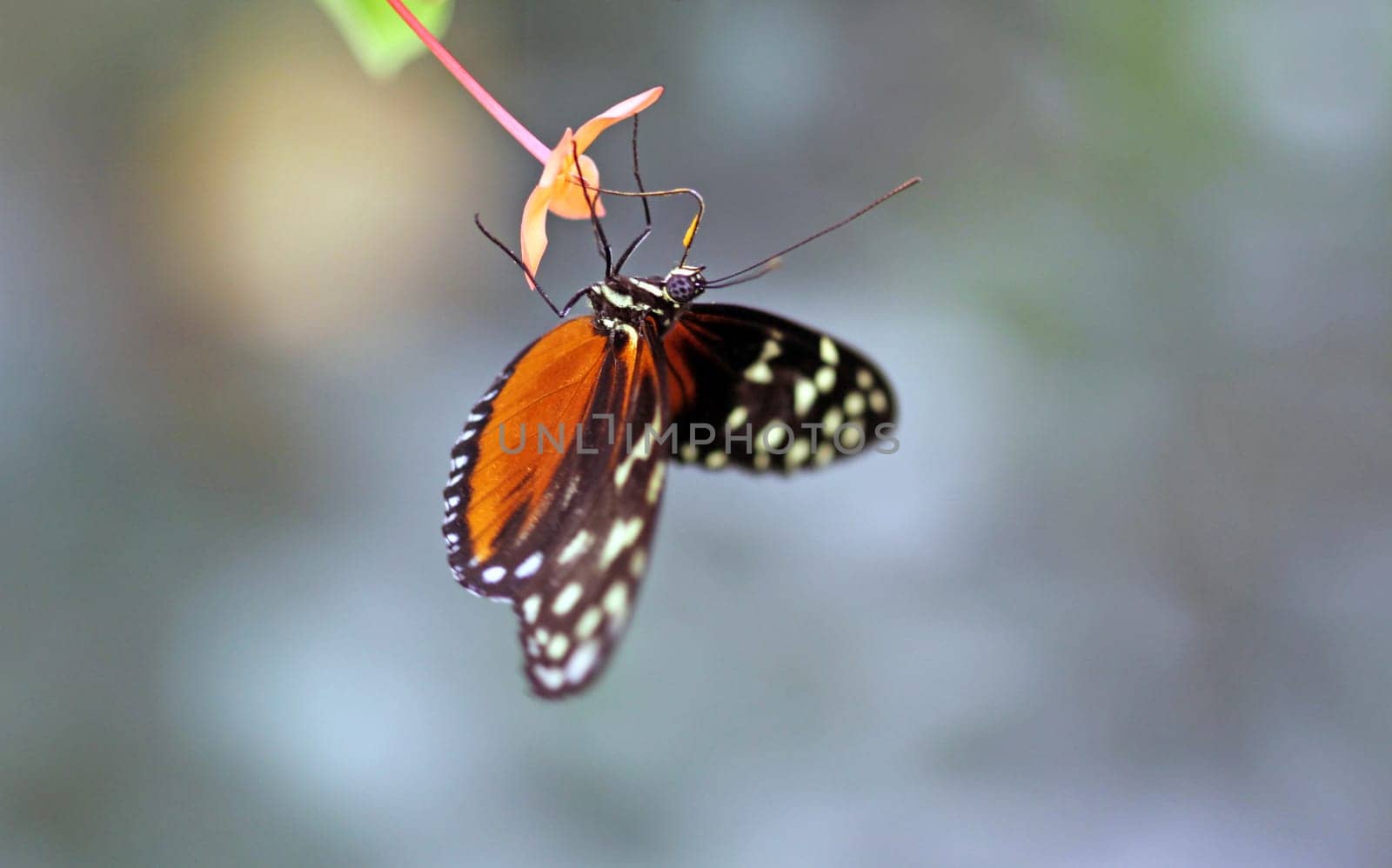 Heliconius hecale zuleika