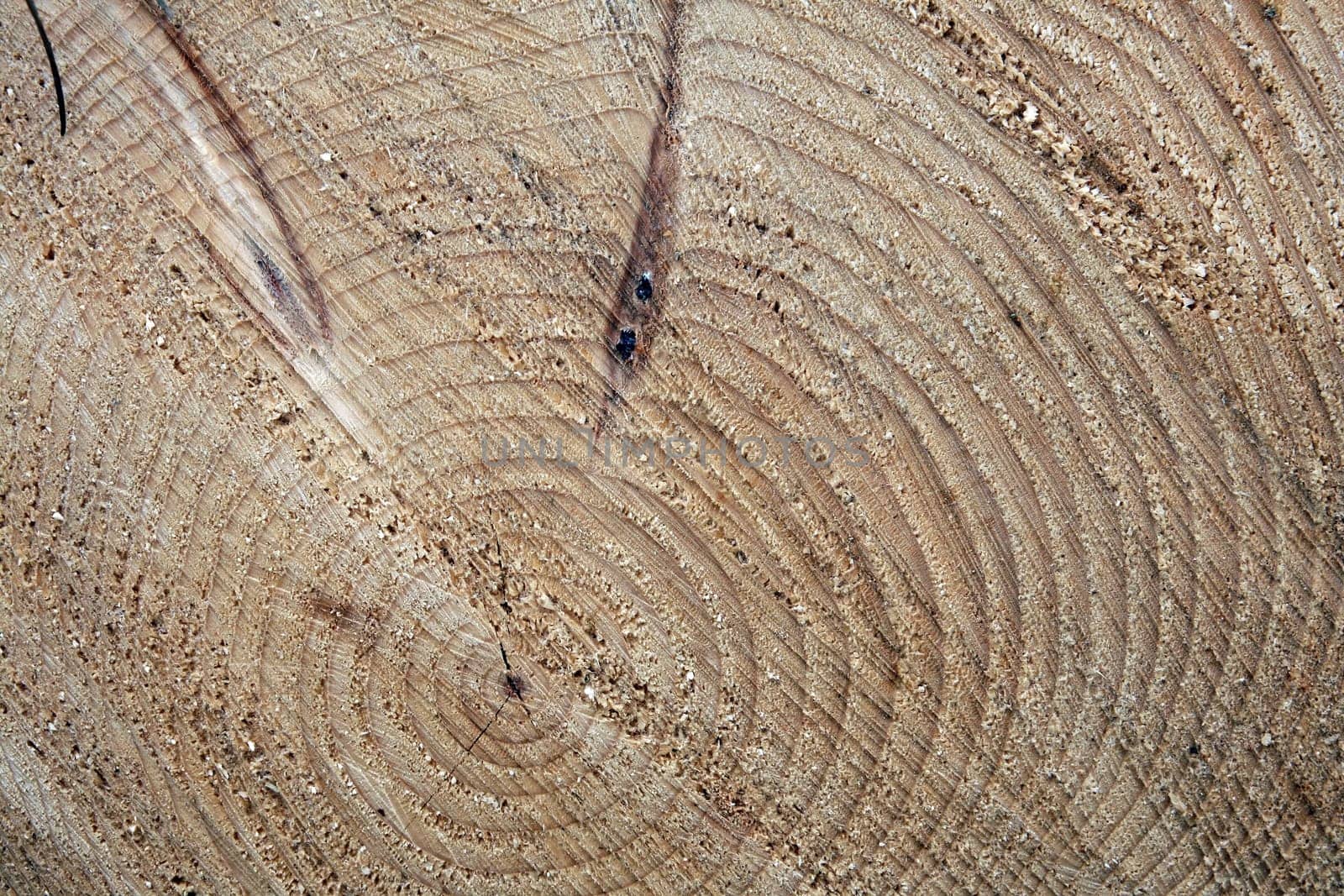 The growth rings in the tree trunk