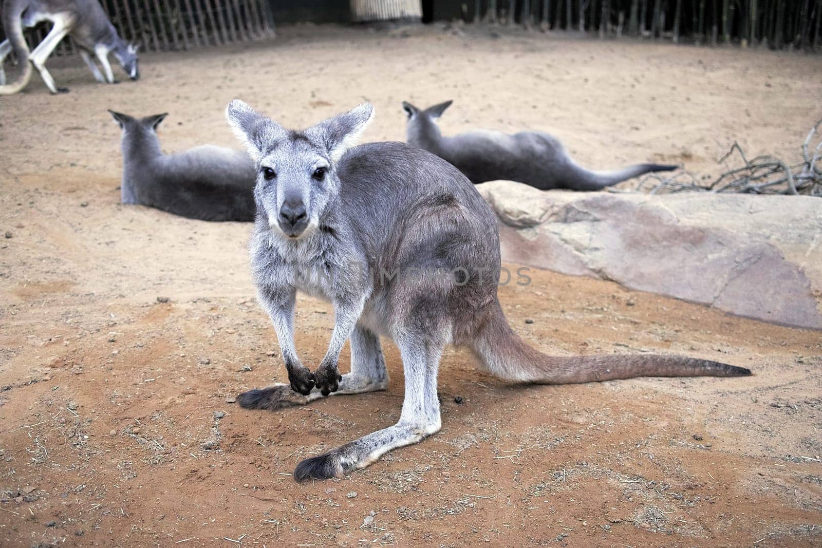 The cute pretty kangaroo