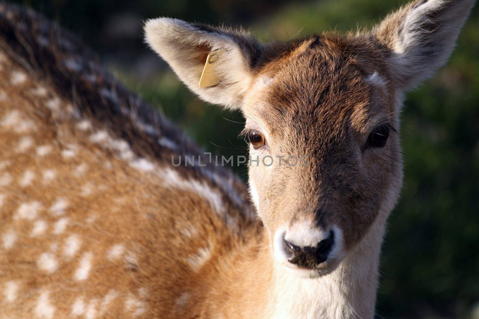 deatails of a fallow deer