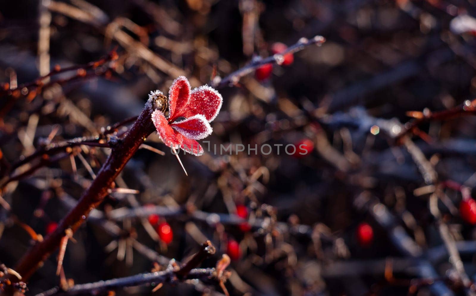 frozen red leaves on the vine with spikes