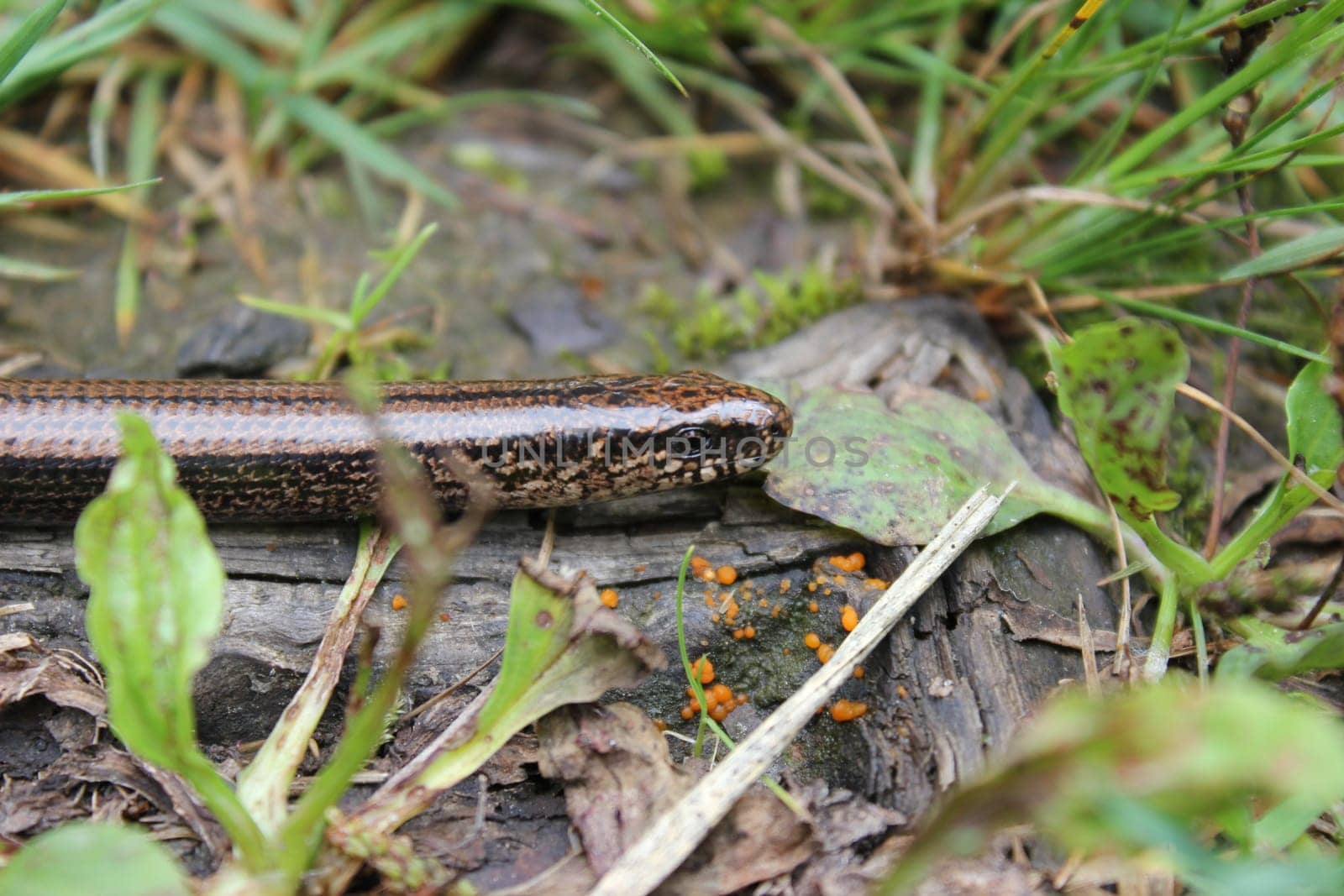 Blindworm