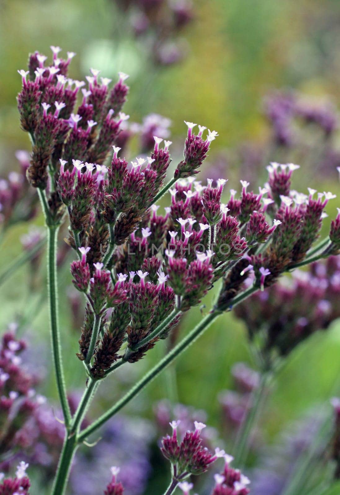 Argentine verbena