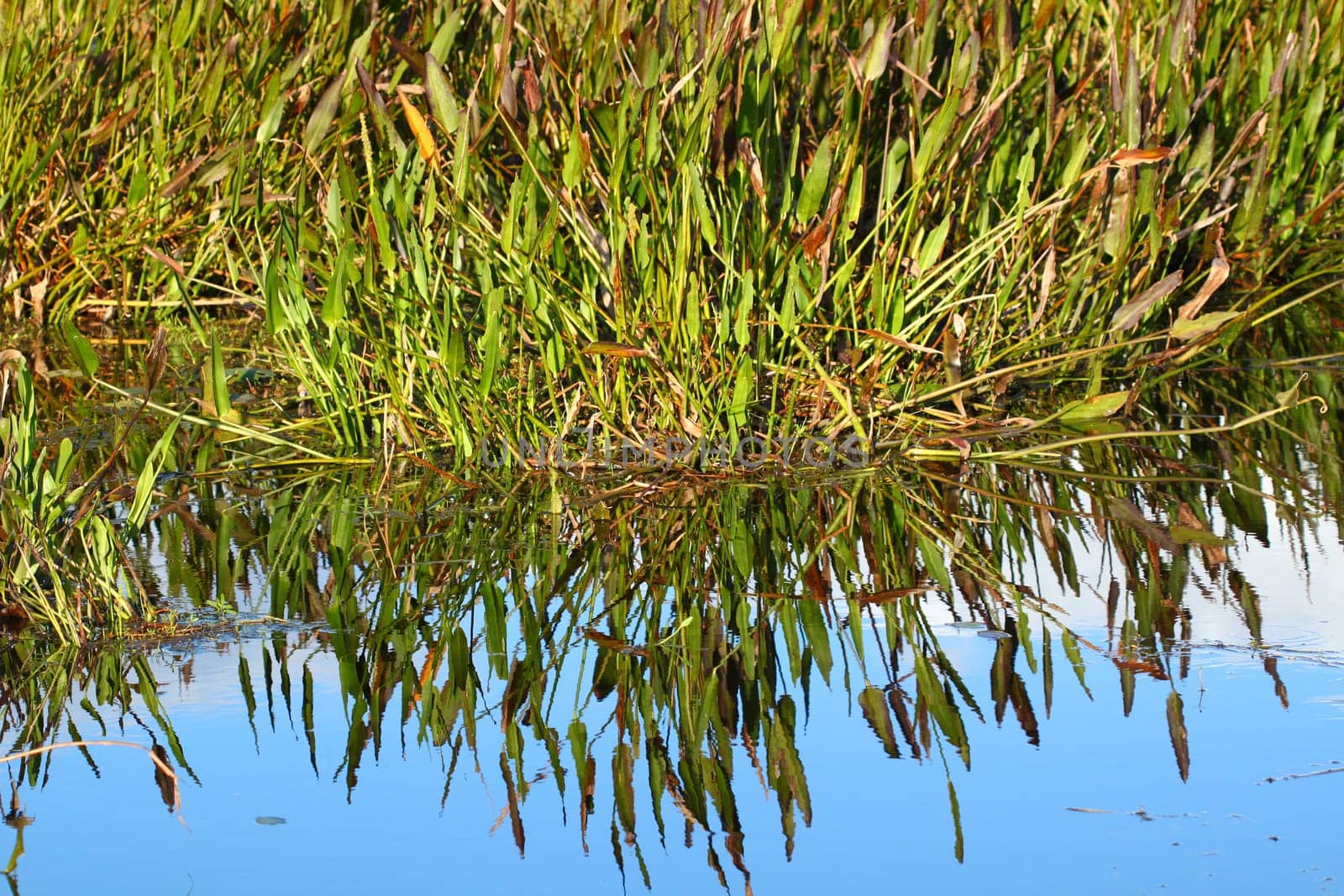 Wetland background scenery from a central Florida swamp.