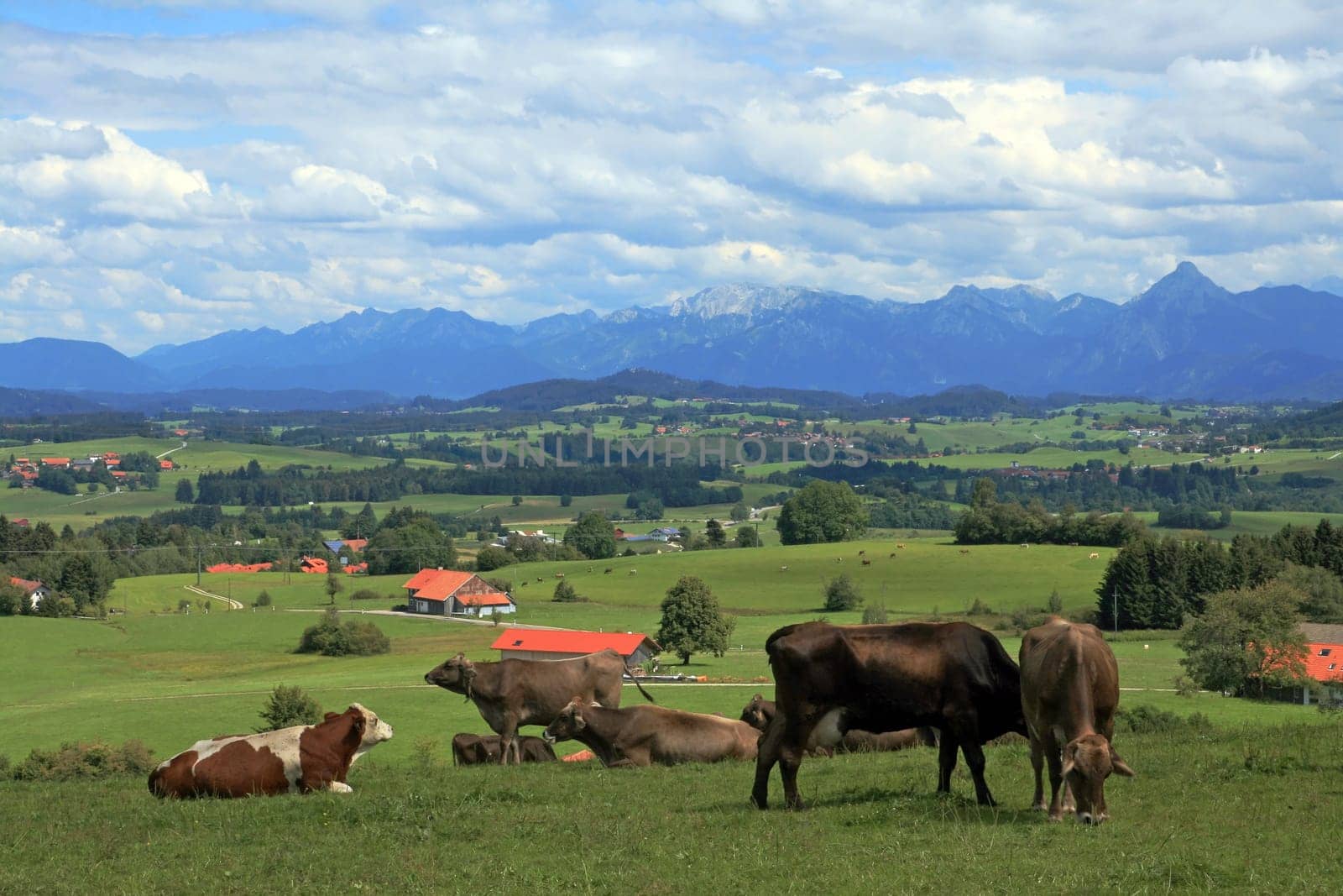 Dairy cows in the pasture
