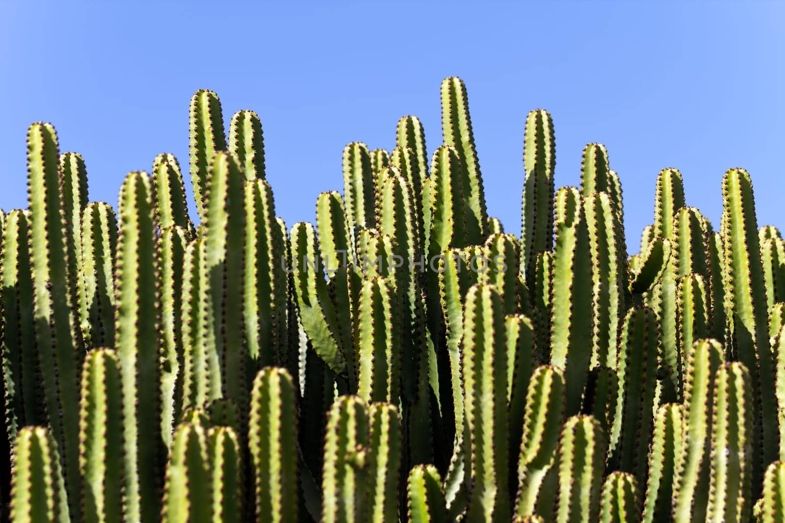 Cactus in Lanzarote,Spain