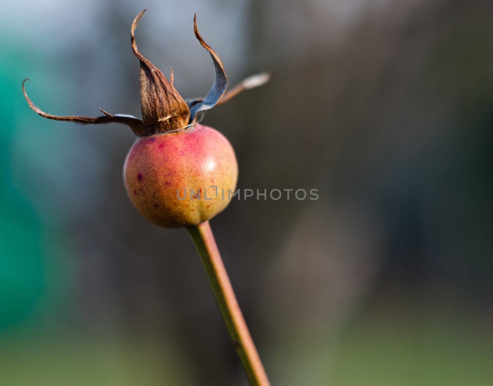 yellow-red rosebud in a dry autumn day
