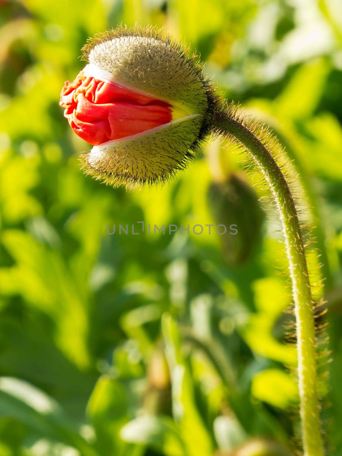 Rising bud,flower,close-up of a plant