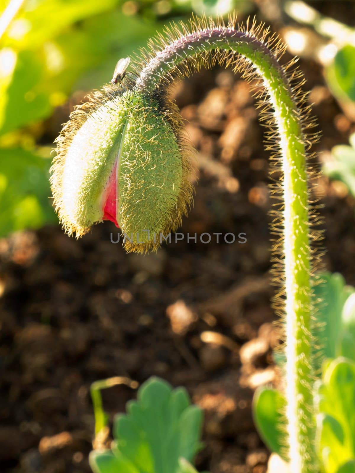 Rising bud,flower,close-up of a plant