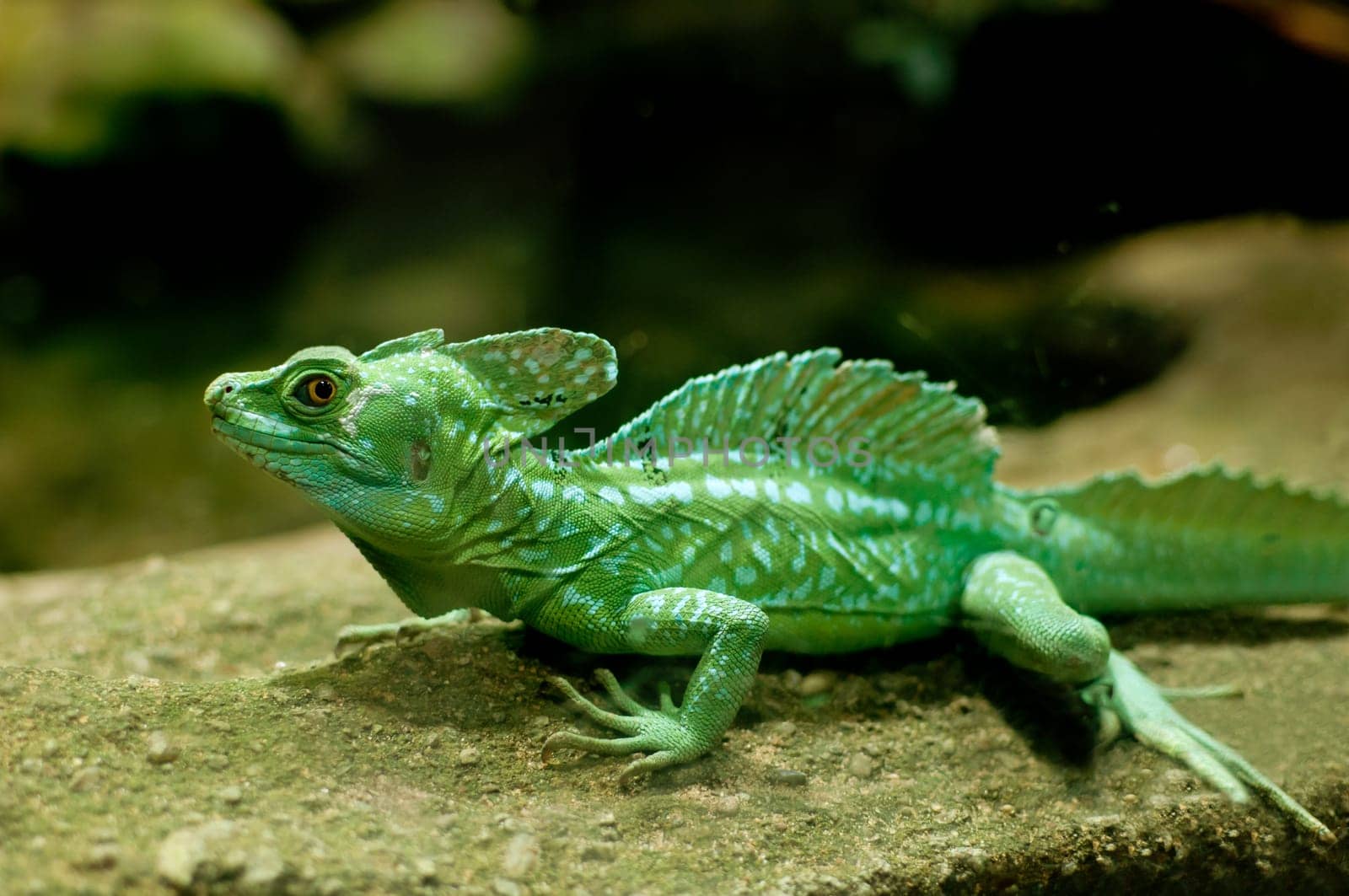 Green Basilisk (Basiliscus plumifrons)