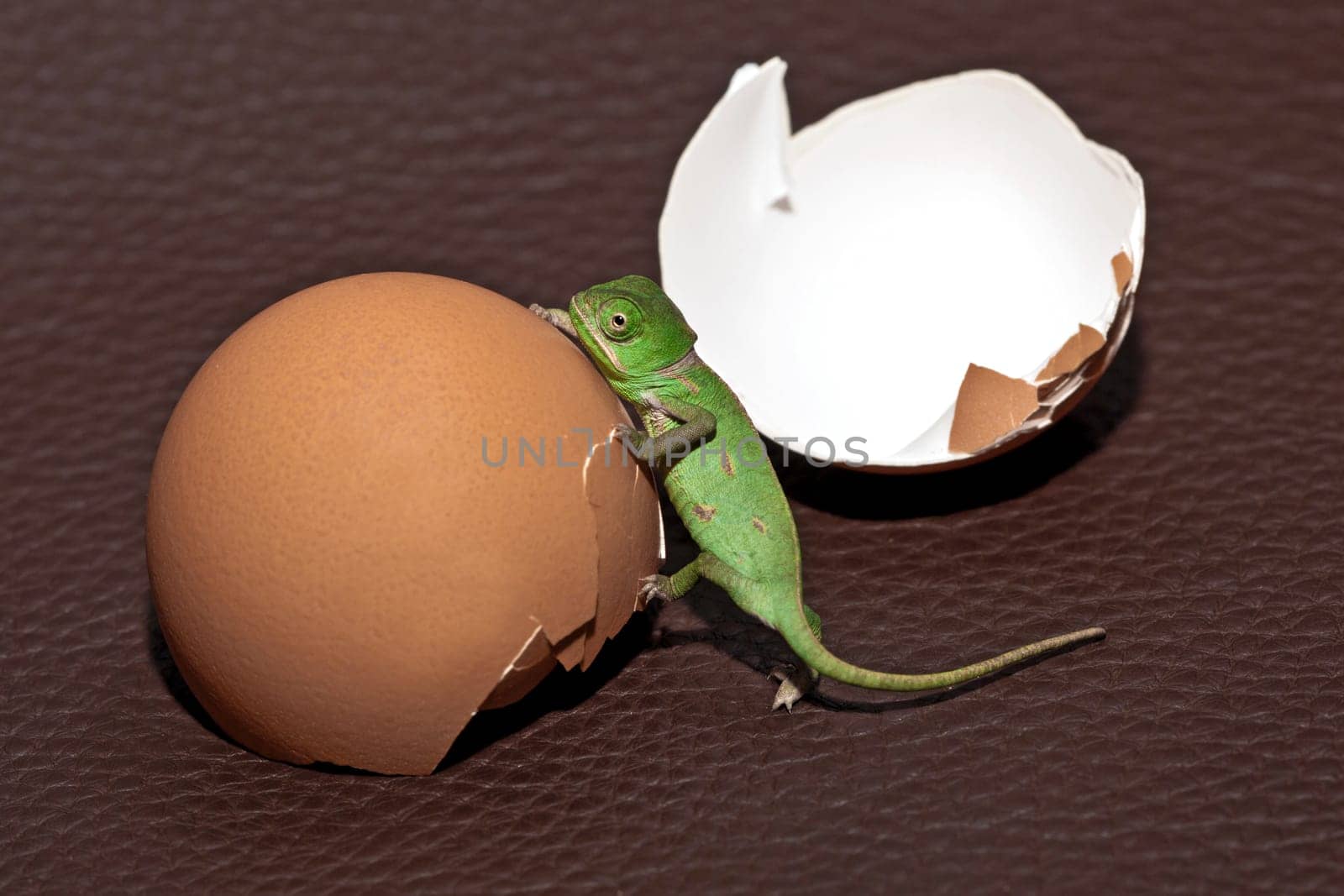 Chameleon