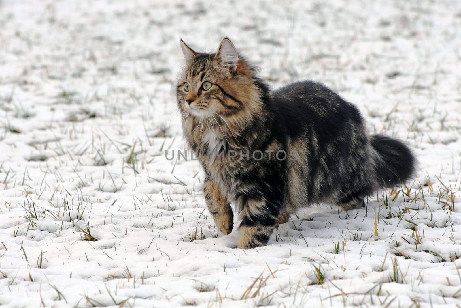 The right coat for winter - or cats have fun in the snow