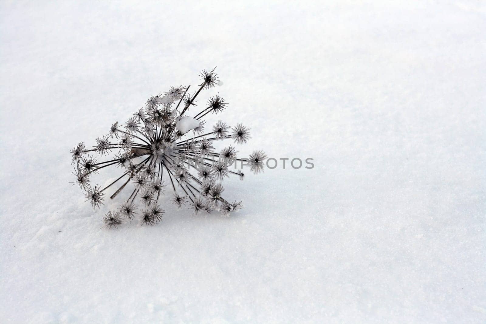 Still Life of Winter