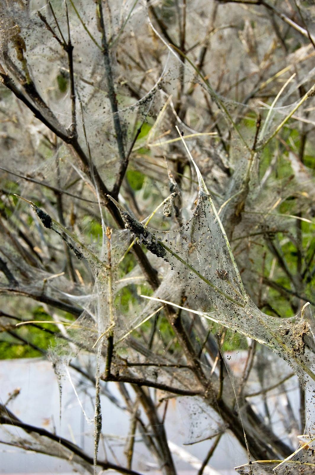 tree coated with webs with cocoons of caterpillars