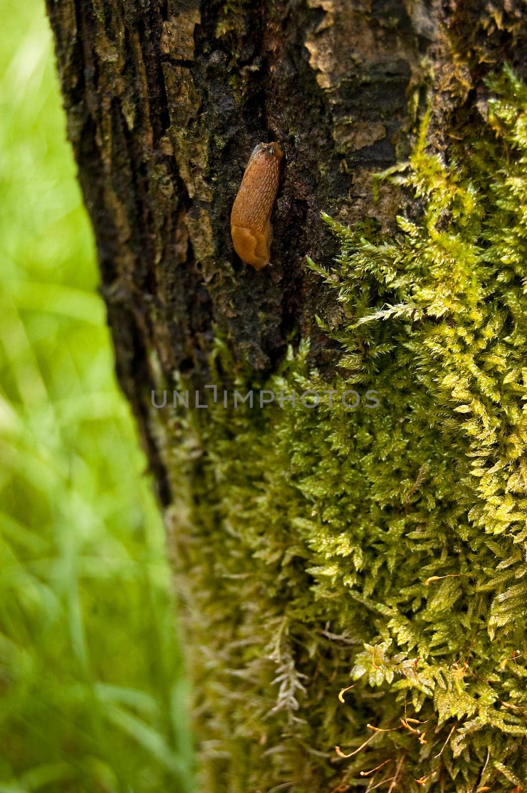 moss on the trunk of the tree in southern poland