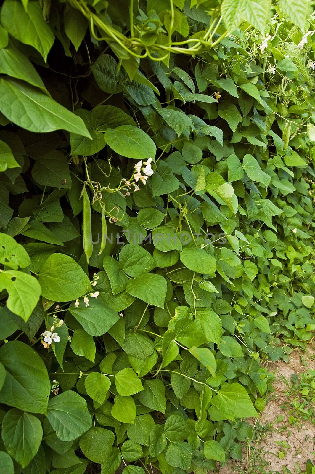 bean climbing plants on the garden bed in the summertime with pillar from string