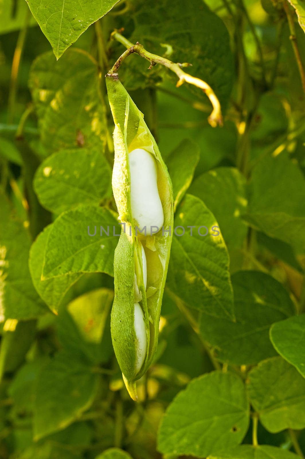 bean on the branch in the vegetable-garden