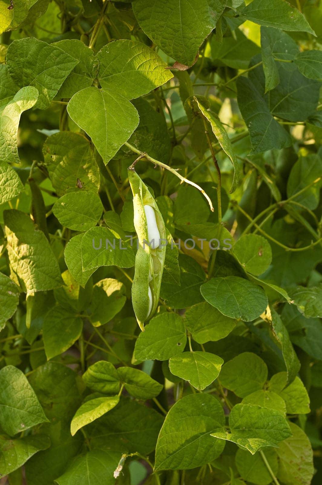 bean on the branch in the vegetable-garden