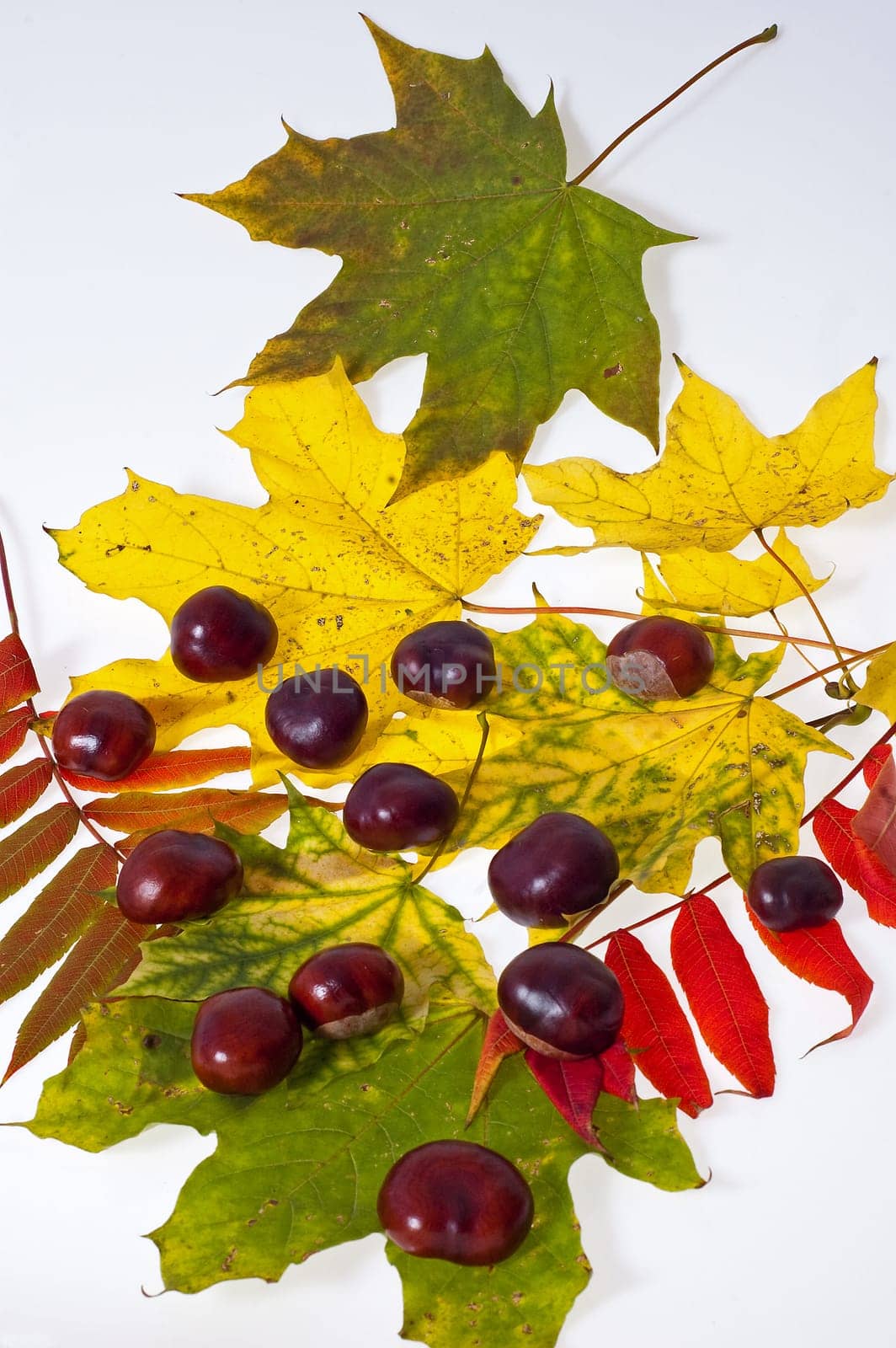 autumn leaves and chestnuts on the white background