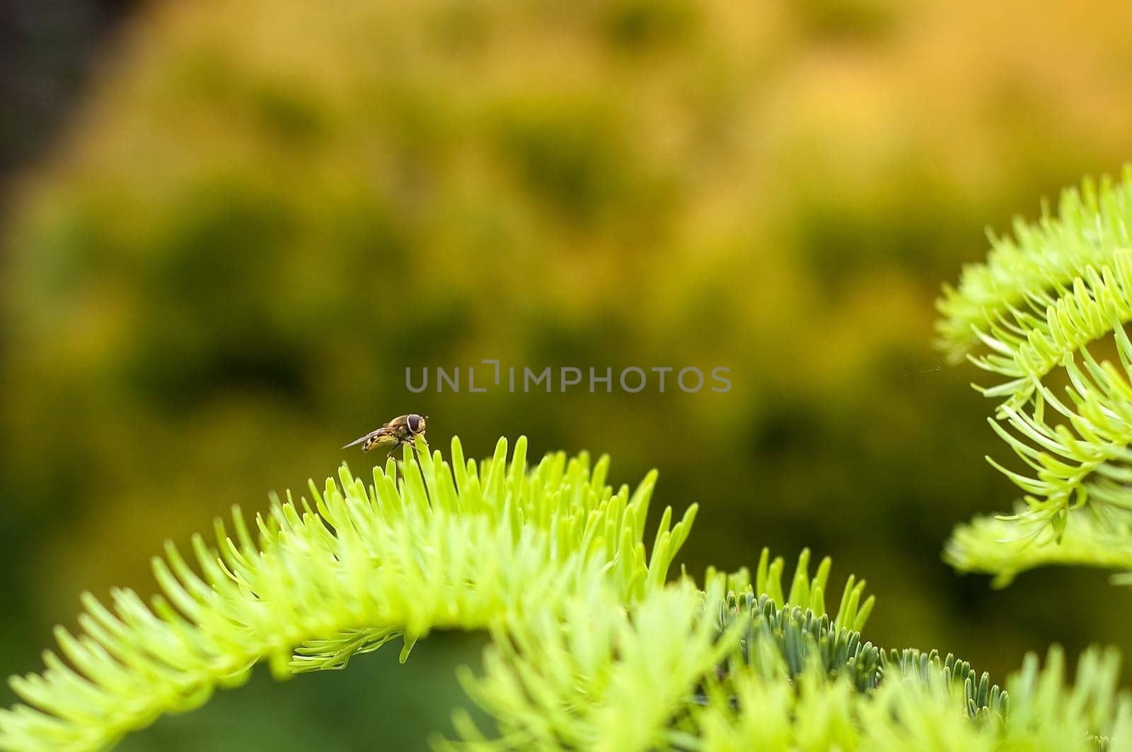 bee standing on a green leaf