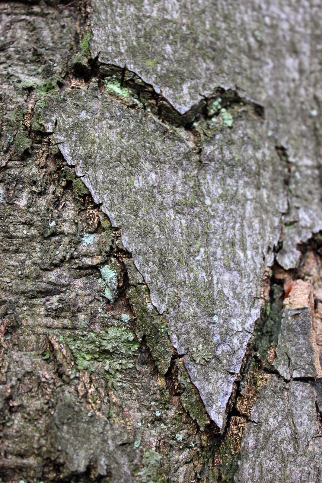 Bark Heart in the Habichtswald