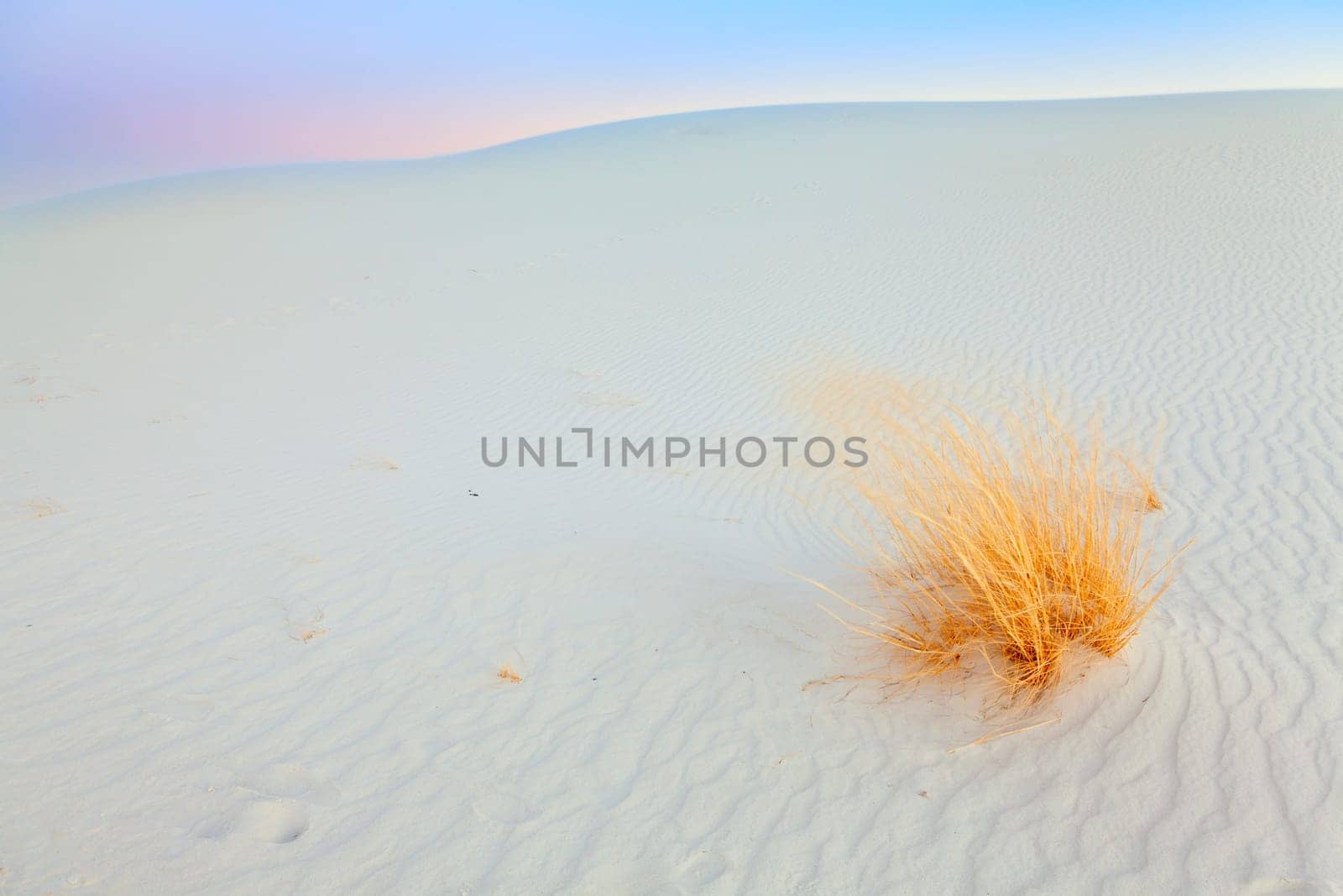 Image of the gypsum dunes and grasses at White Sands