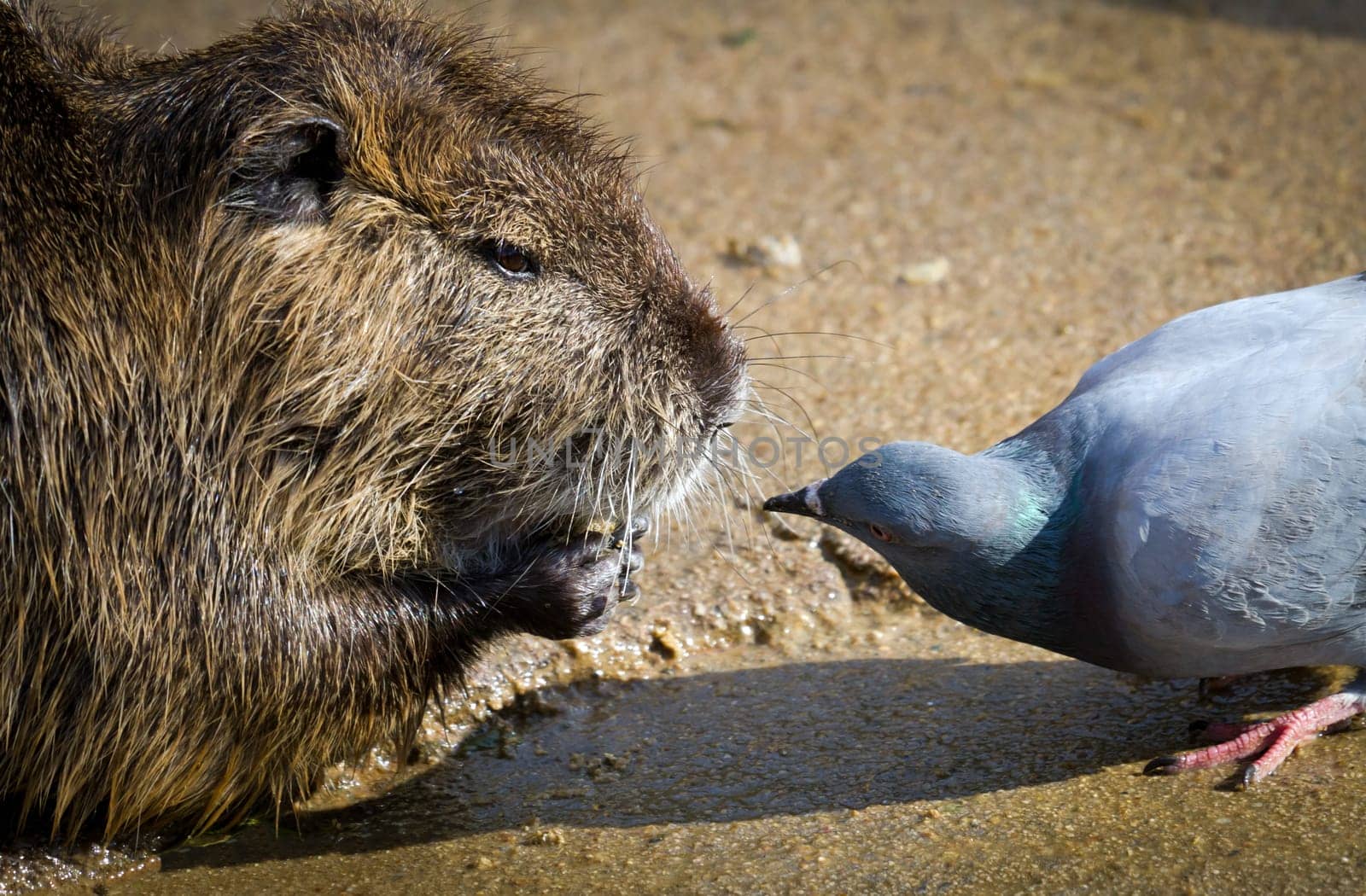 The rat and pigeon curious, curious animal scene