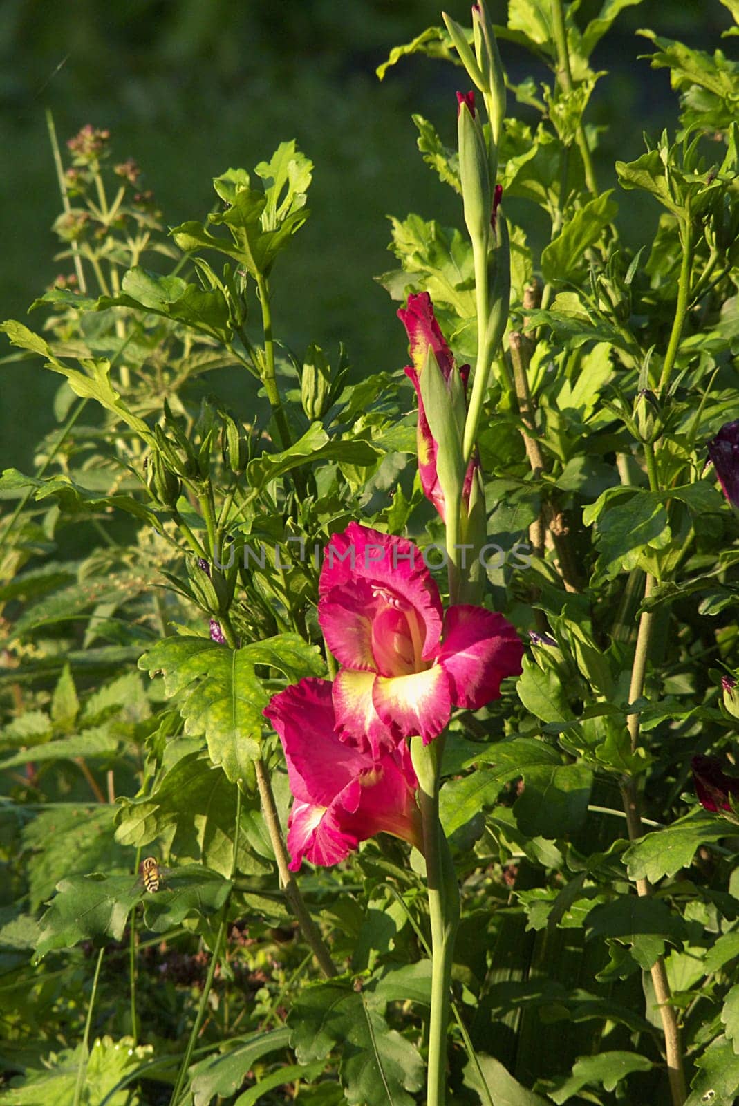 gladiolus