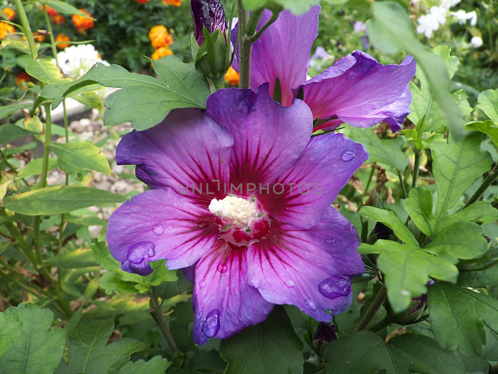 Garden hibiscus