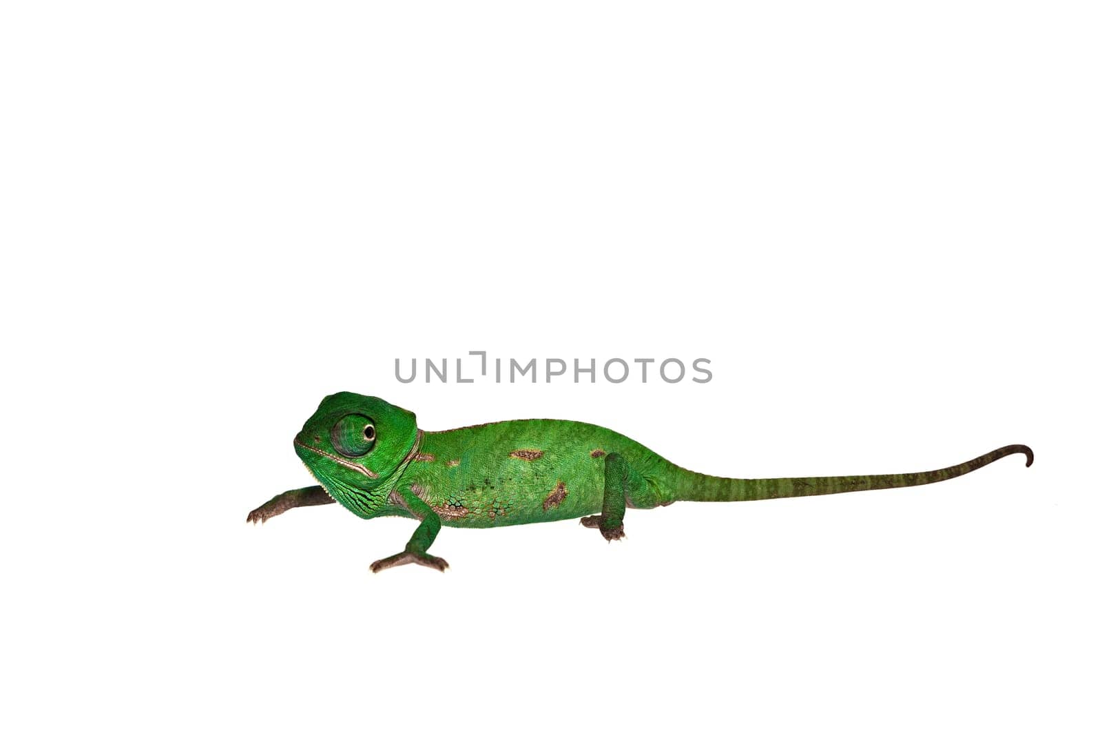 Chameleon