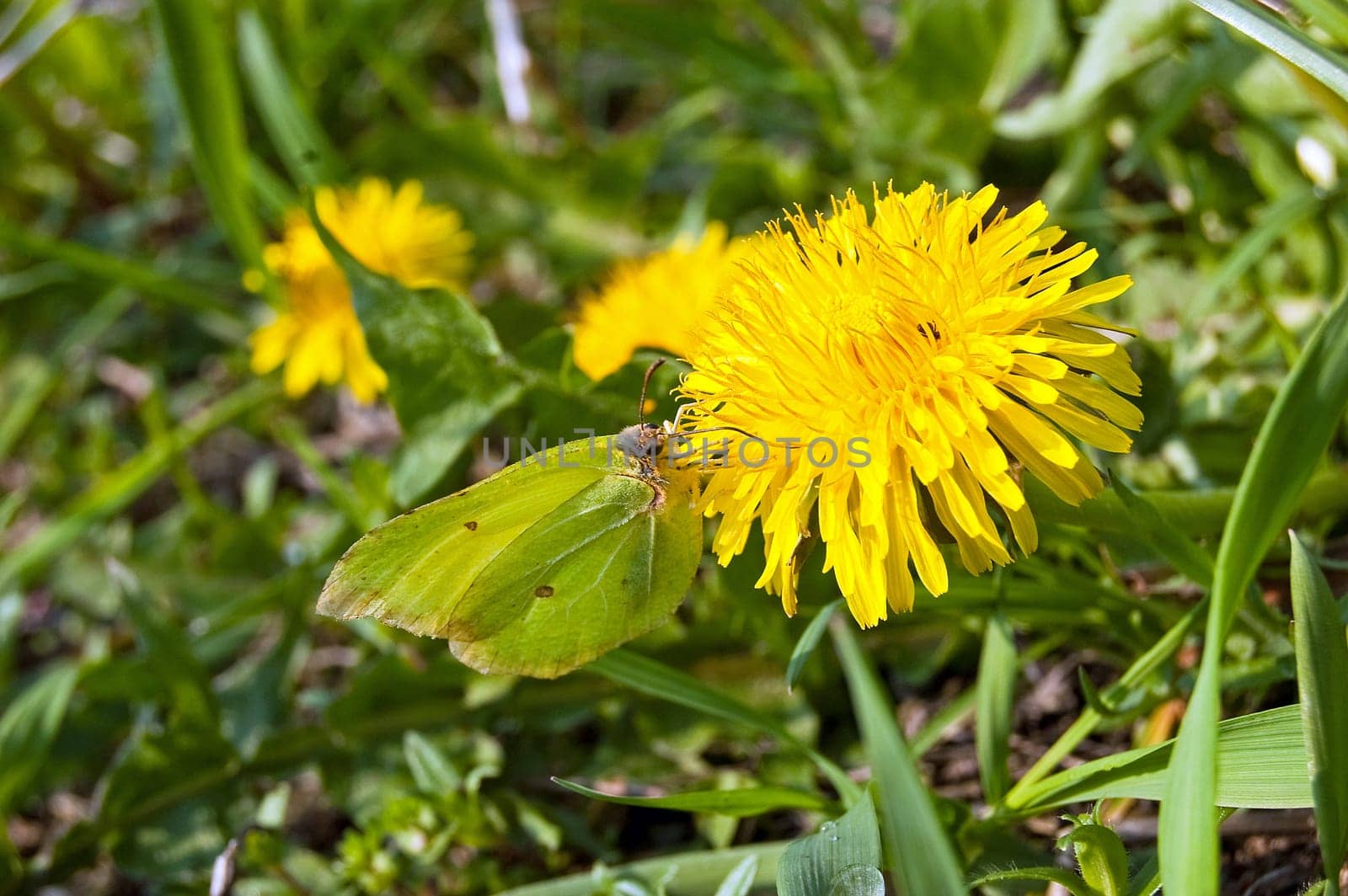 Butterfly in a clearing in amongst yellow flowers
