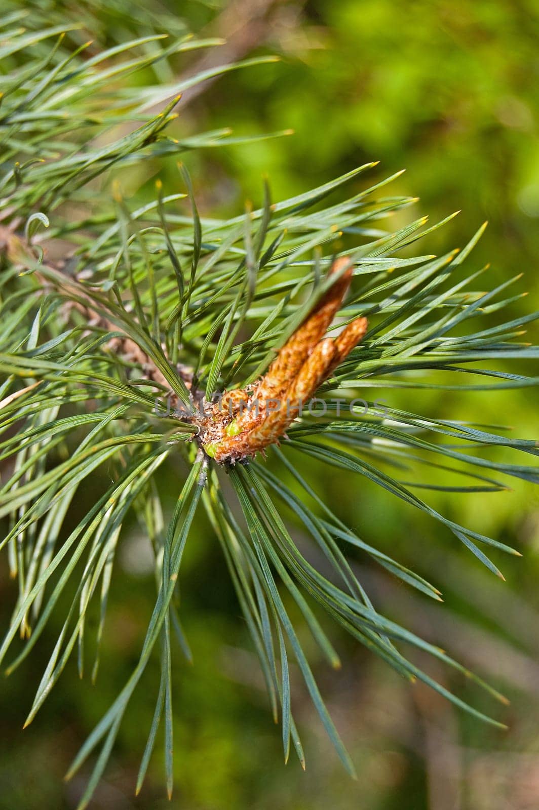 Young pine cones on tree background